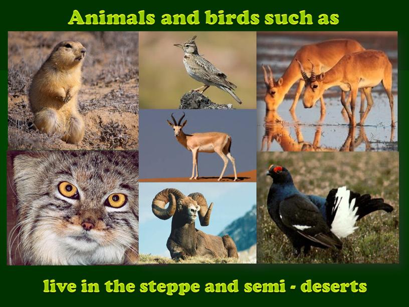 Animals and birds such as live in the steppe and semi - deserts