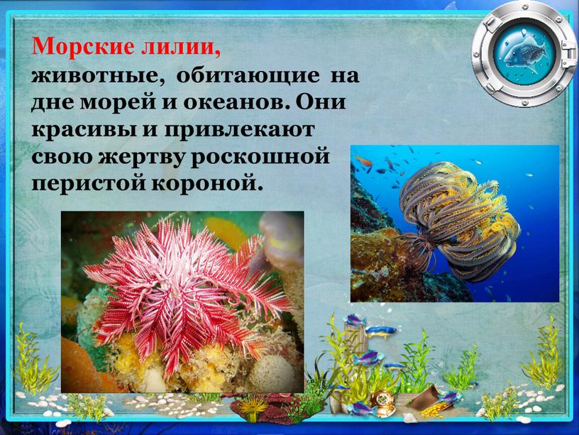 Морские лилии, животные, обитающие на дне морей и океанов