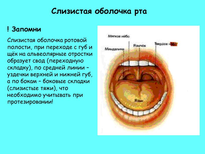 Запомни Слизистая оболочка ротовой полости, при переходе с губ и щёк на альвеолярные отростки образует свод (переходную складку), по средней линии – уздечки верхней и…