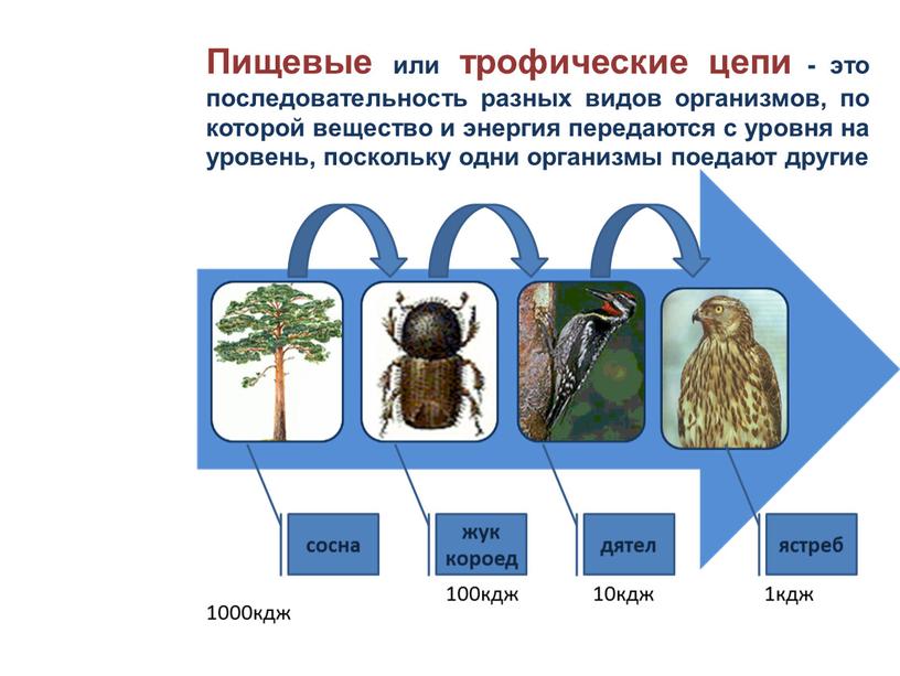 Пищевые или трофические цепи - это последовательность разных видов организмов, по которой вещество и энергия передаются с уровня на уровень, поскольку одни организмы поедают другие…