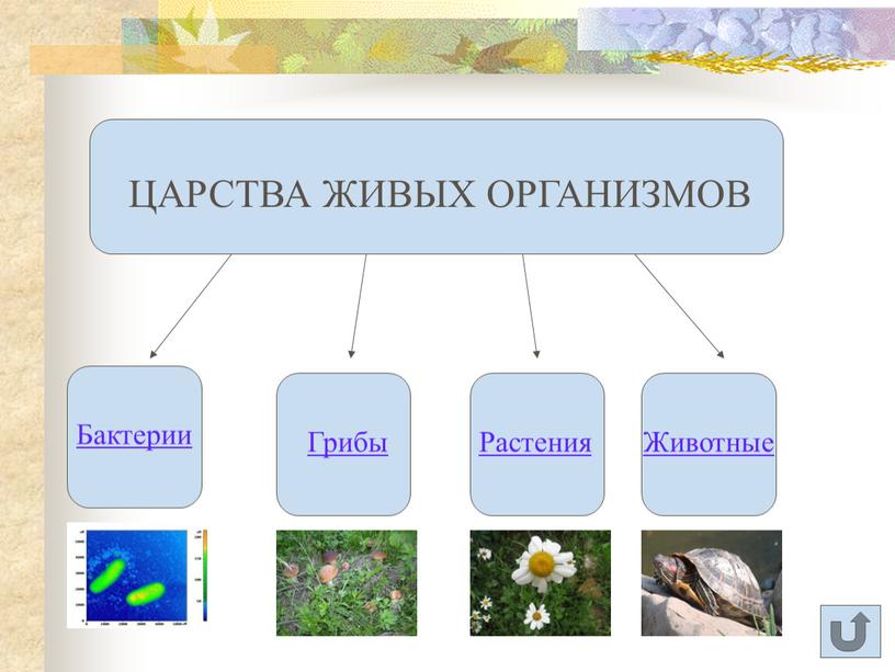 Царства живых организмов