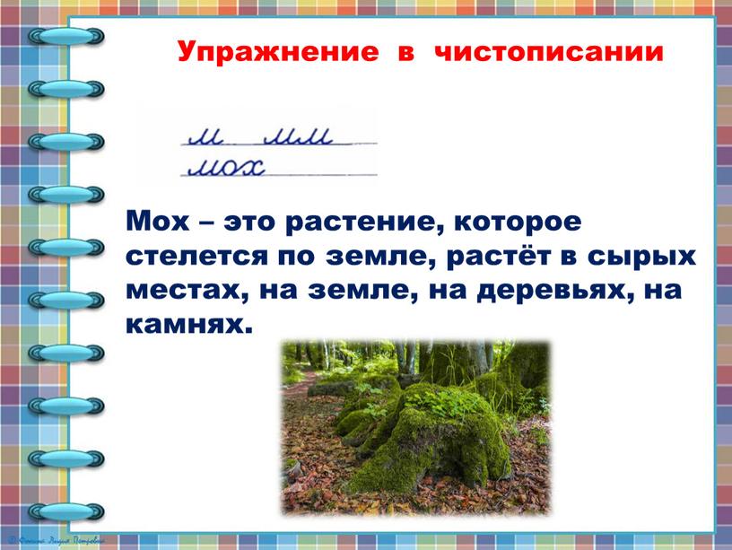 Упражнение в чистописании Мох – это растение, которое стелется по земле, растёт в сырых местах, на земле, на деревьях, на камнях