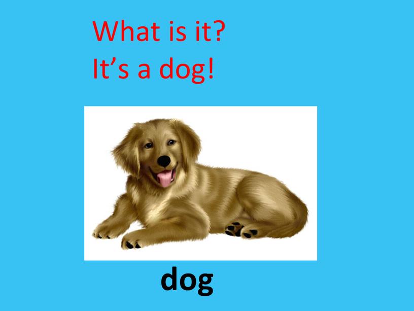 dog What is it? It’s a dog!