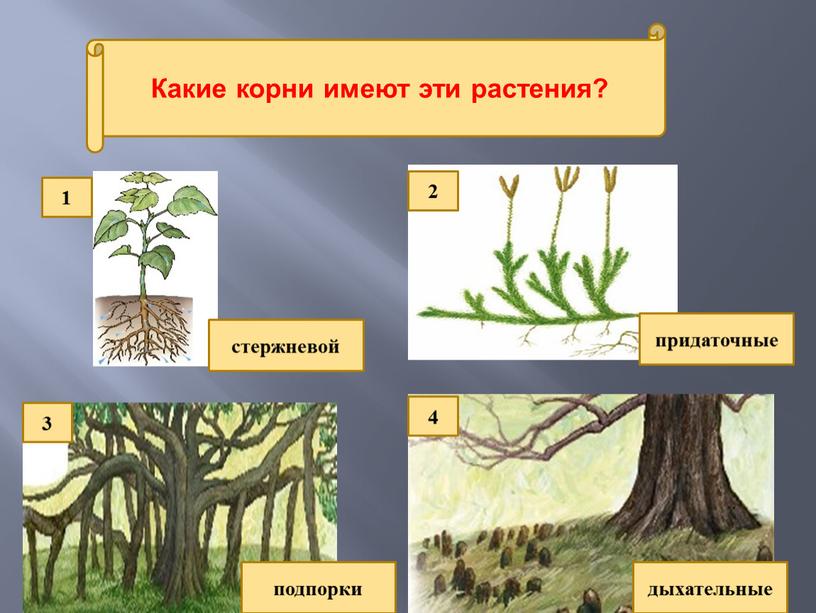 Какие корни имеют эти растения? стержневой придаточные дыхательные подпорки 1 2 4 3