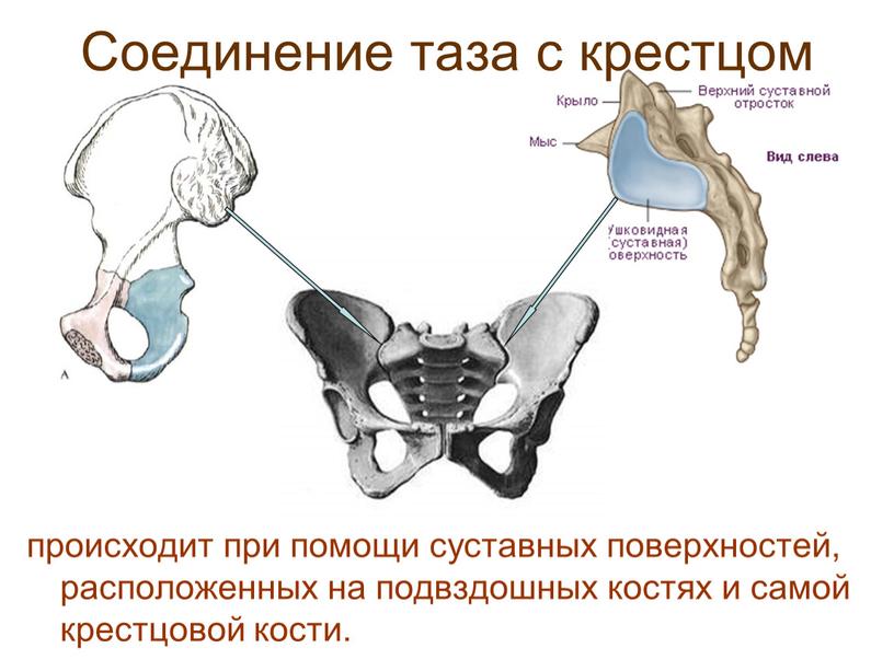 Соединение таза с крестцом происходит при помощи суставных поверхностей, расположенных на подвздошных костях и самой крестцовой кости