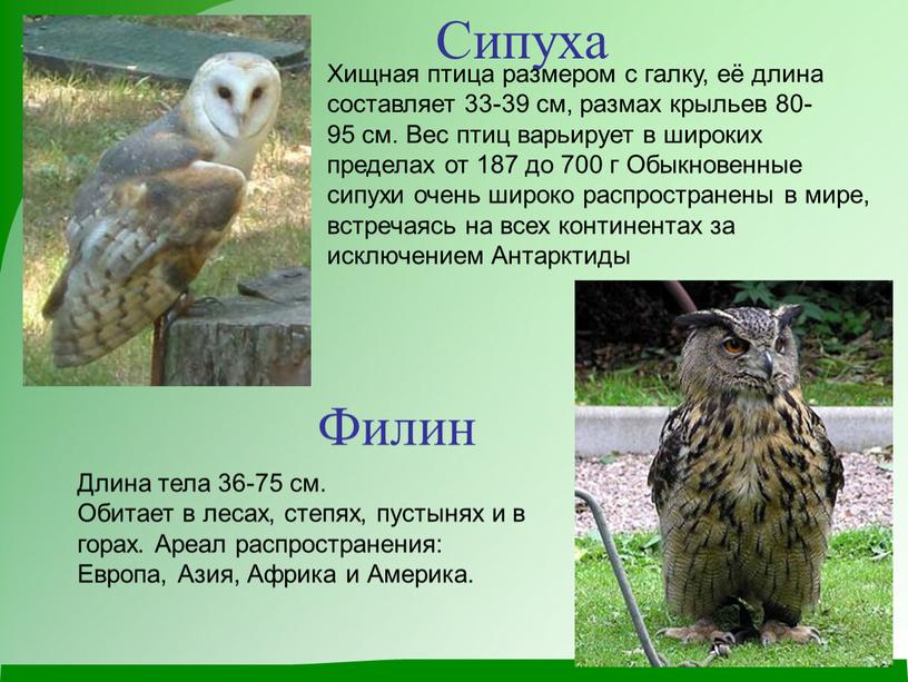 Сипуха Хищная птица размером с галку, её длина составляет 33-39 см, размах крыльев 80-95 см
