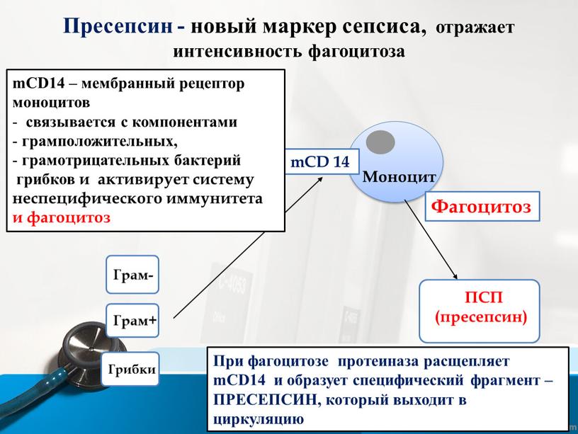 Пресепсин - новый маркер сепсиса, отражает интенсивность фагоцитоза