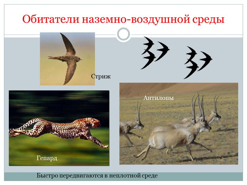 Обитатели наземно-воздушной среды