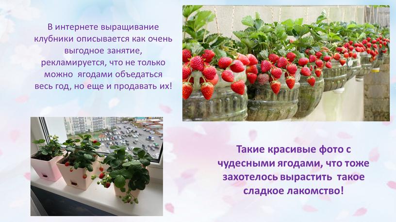 В интернете выращивание клубники описывается как очень выгодное занятие, рекламируется, что не только можно ягодами объедаться весь год, но еще и продавать их!