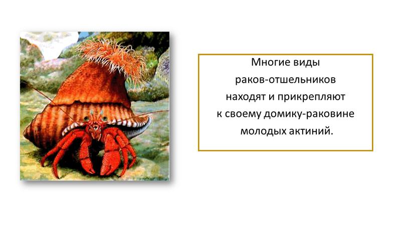 Многие виды раков-отшельников находят и прикрепляют к своему домику-раковине молодых актиний