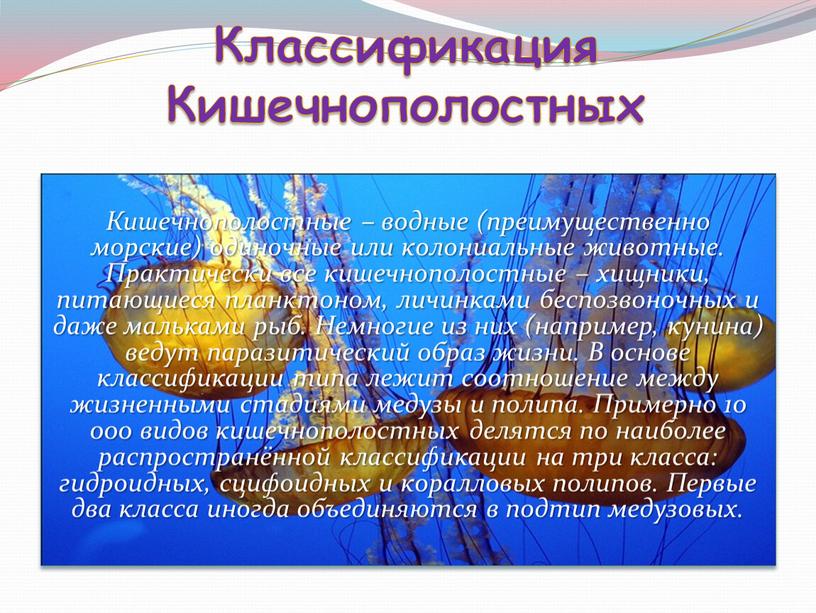 Кишечнополостные – водные (преимущественно морские) одиночные или колониальные животные