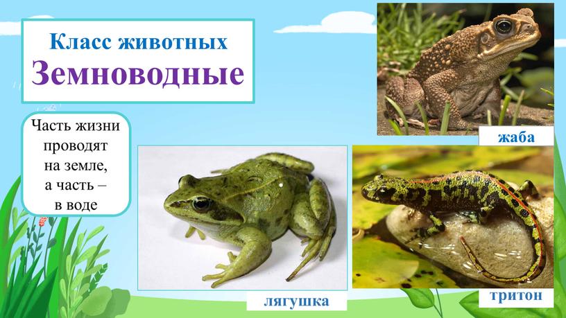 Класс животных Земноводные лягушка тритон жаба