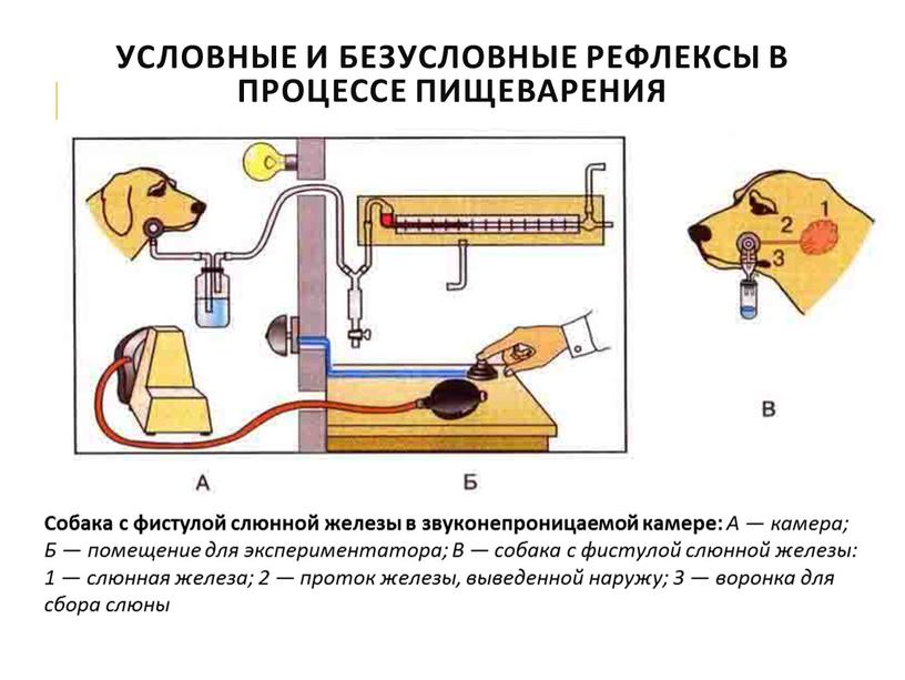 Фистула басова схема