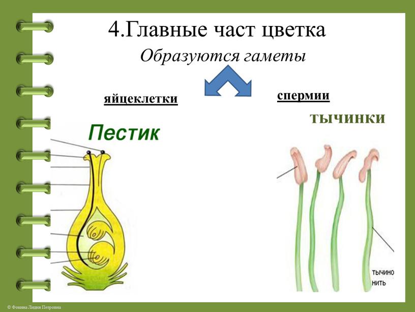 Главные част цветка Образуются гаметы яйцеклетки спермии тычинки