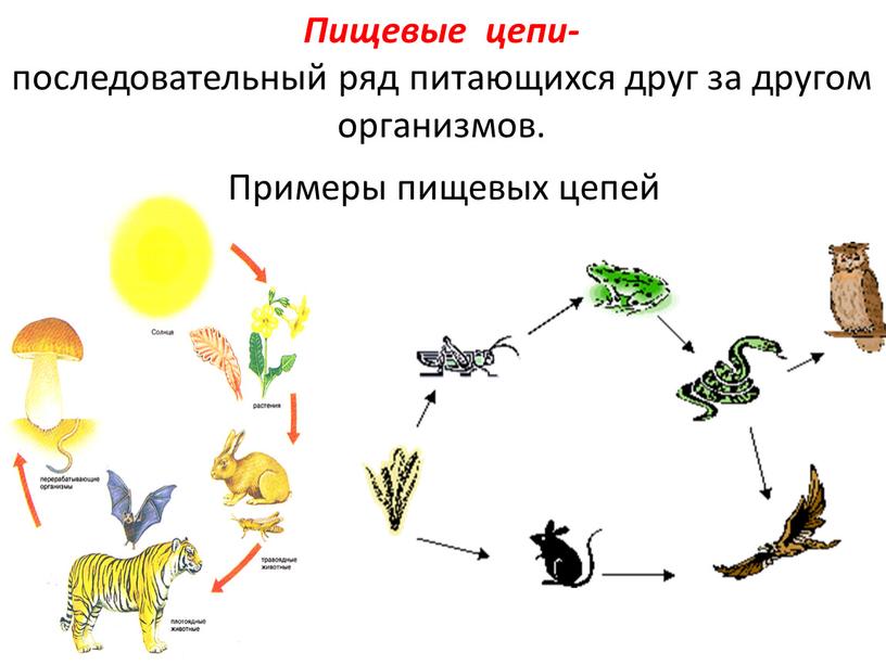Какое свойство живых организмов изображено на рисунке гепард
