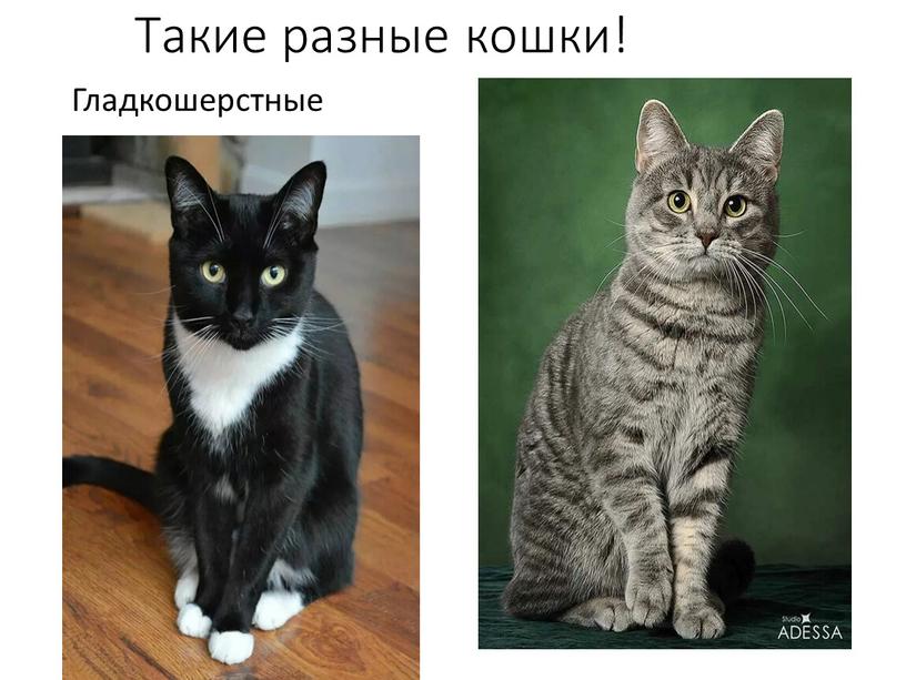 Такие разные кошки! Гладкошерстные