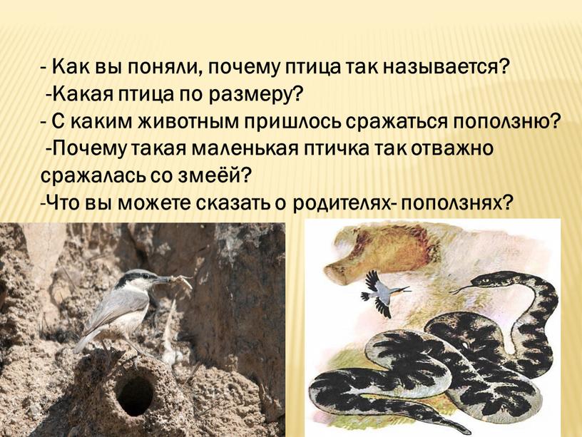 Как вы поняли, почему птица так называется? -Какая птица по размеру? -