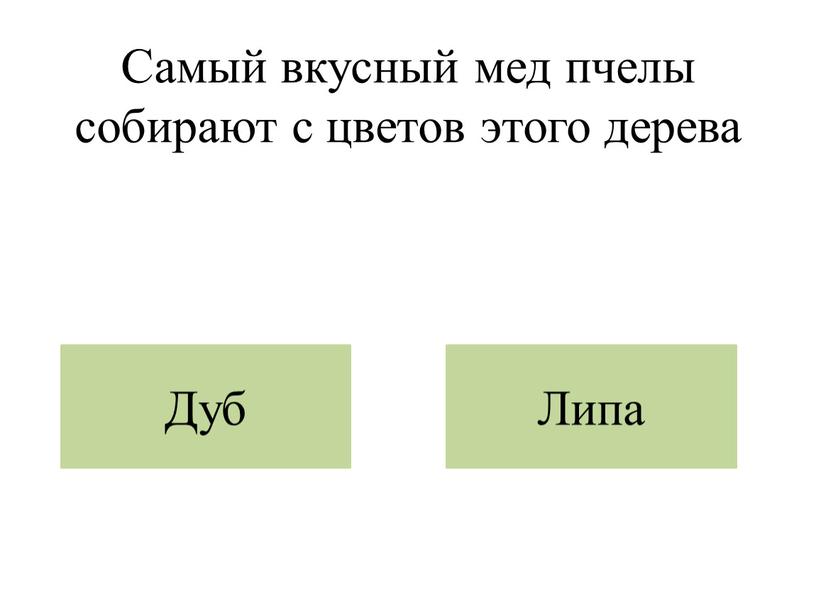 Самый вкусный мед пчелы собирают с цветов этого дерева