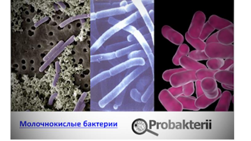 Презентация на тему "Бактерии"