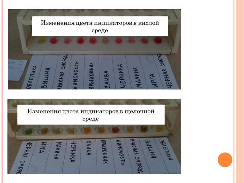 Презентация Растения -индикаторы