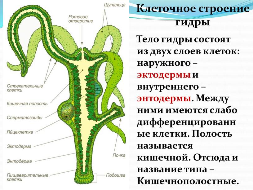 Клеточное строение гидры Тело гидры состоят из двух слоев клеток: наружного – эктодермы и внутреннего – энтодермы