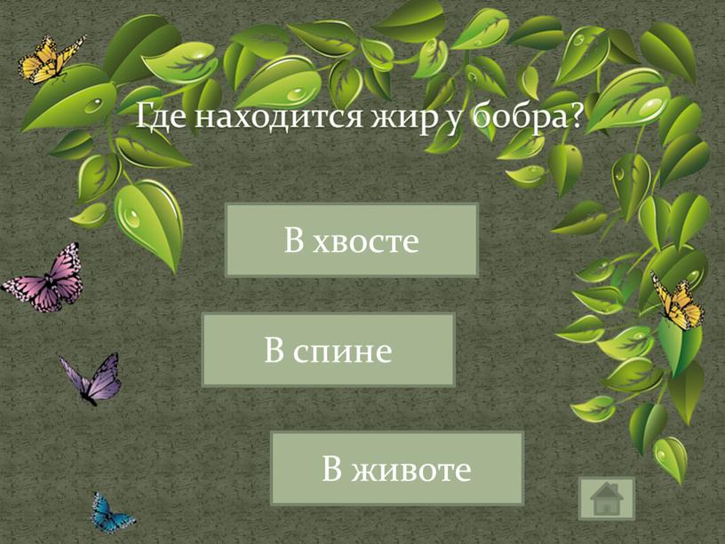 Где находится жир у бобра? В хвосте