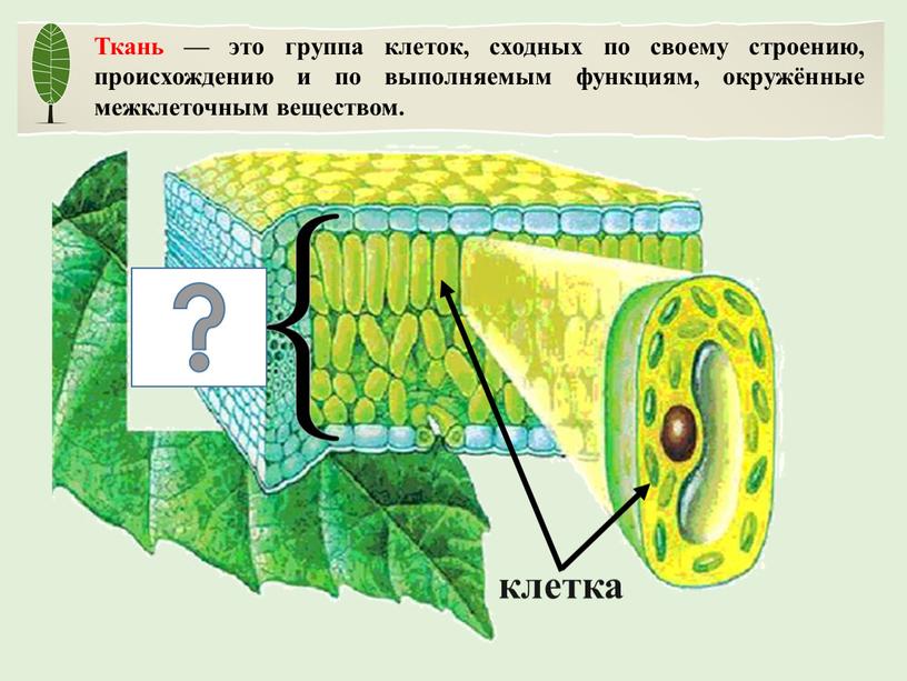 Ткань — это группа клеток, сходных по своему строению, происхождению и по выполняемым функциям, окружённые межклеточным веществом