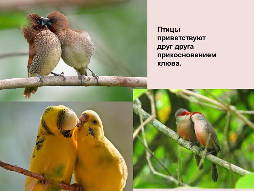 Птицы приветствуют друг друга прикосновением клюва