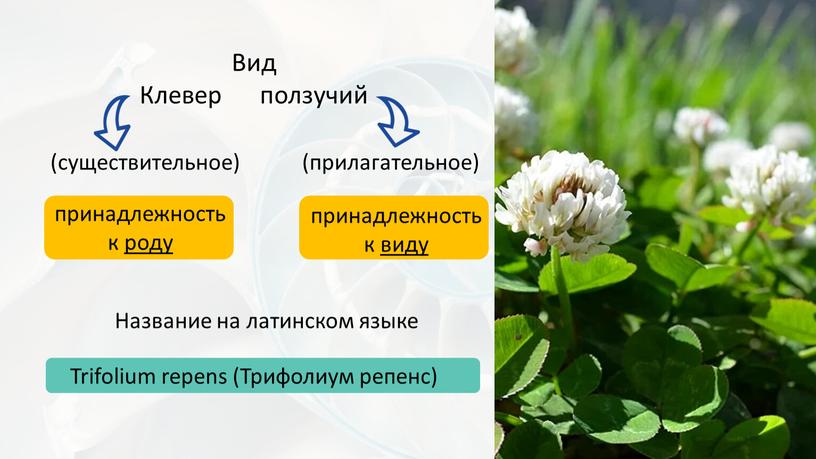 Вид Клевер ползучий (прилагательное) (существительное) принадлежность к роду принадлежность к виду