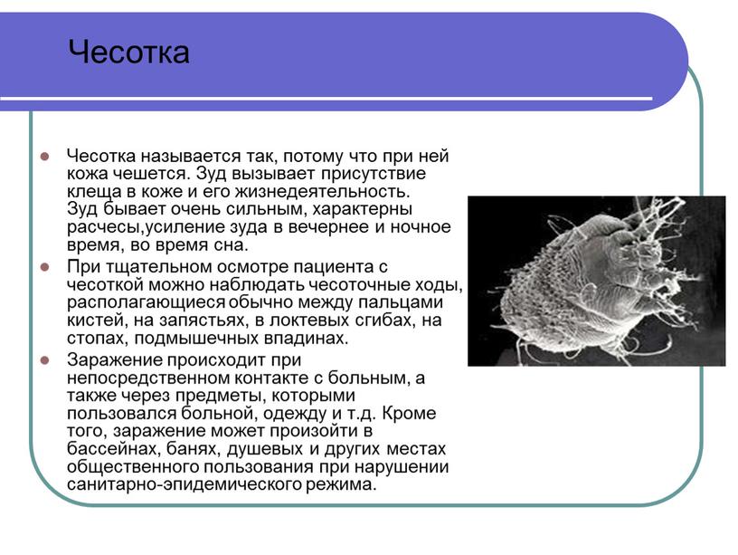 Чесотка называется так, потому что при ней кожа чешется