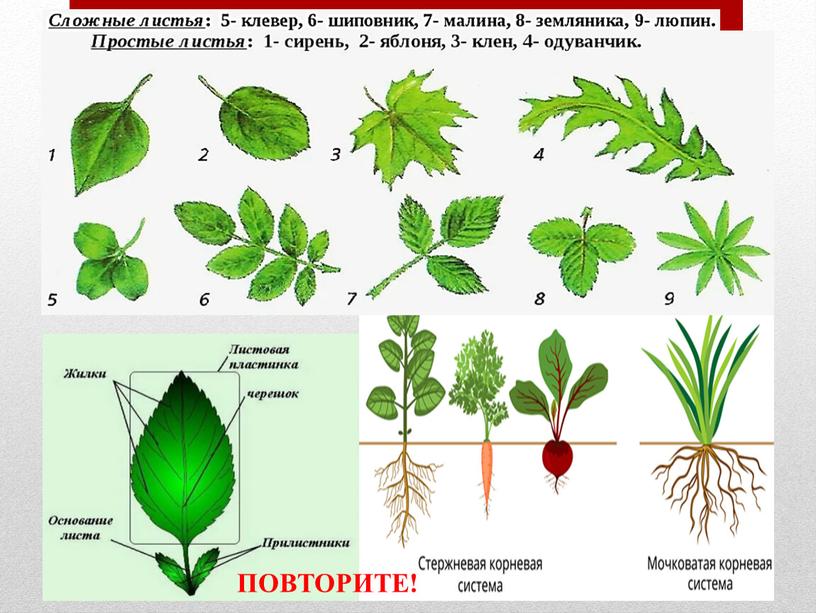 ПОВТОРИТЕ!