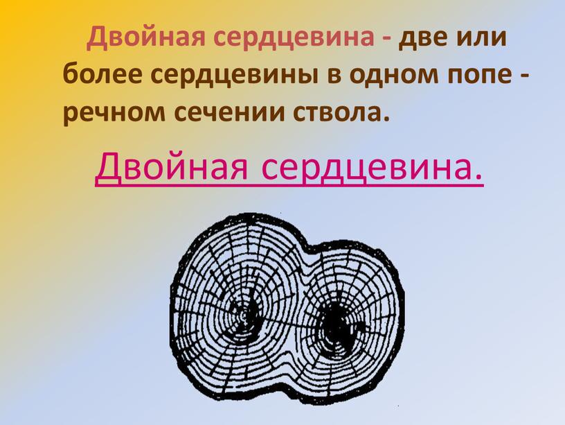 Двойная сердцевина - две или более сердцевины в одном попе - речном сечении ствола