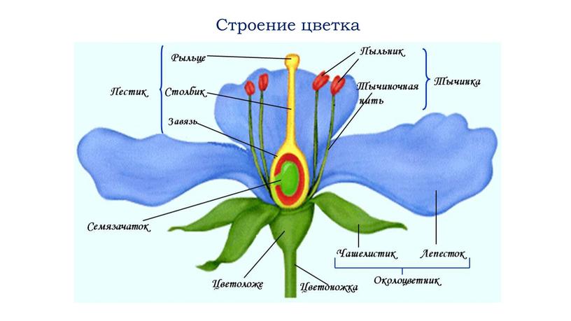 Строение цветка