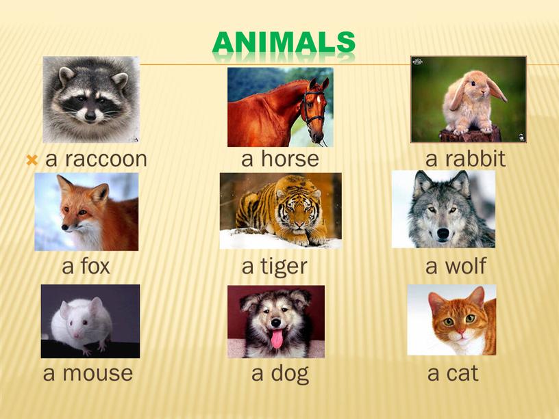 ANIMALS a raccoon a horse a rabbit a fox a tiger a wolf a mouse a dog a cat