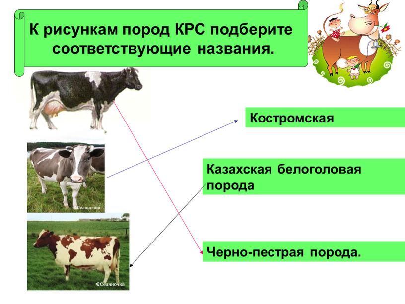 К рисункам пород КРС подберите соответствующие названия