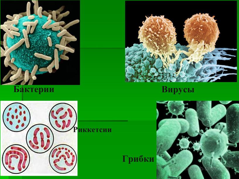 Бактерии Вирусы Риккетсии Грибки