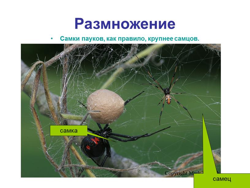 Размножение Самки пауков, как правило, крупнее самцов