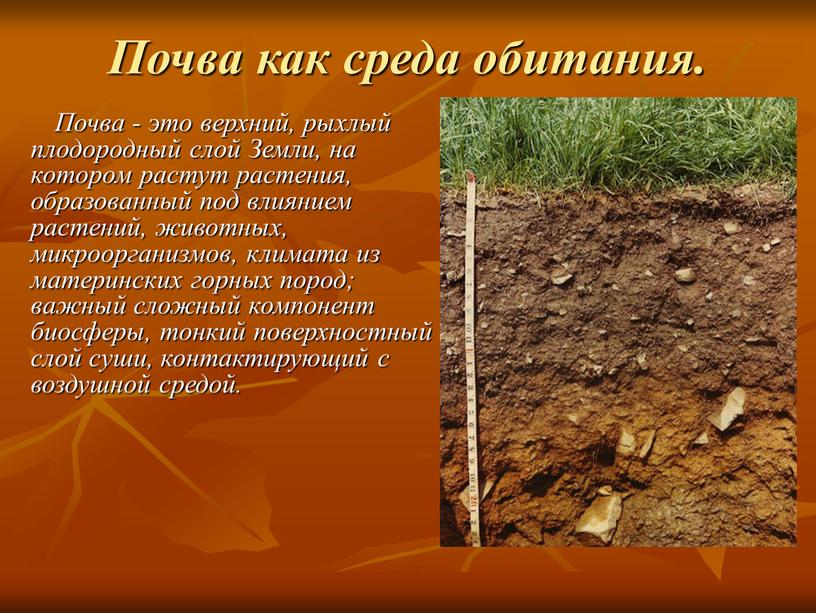 Почва как среда обитания. Почва - это верхний, рыхлый плодородный слой