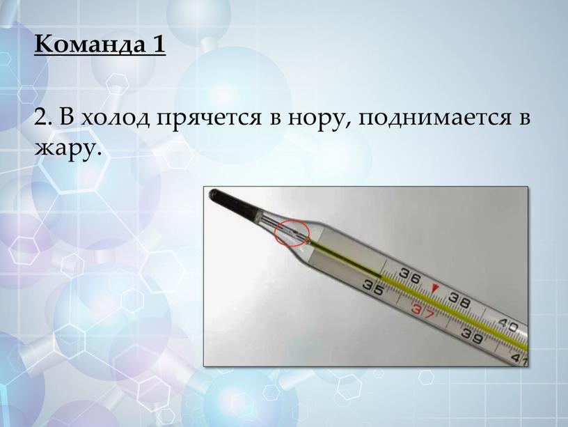 Команда 1 2. В холод прячется в нору, поднимается в жару