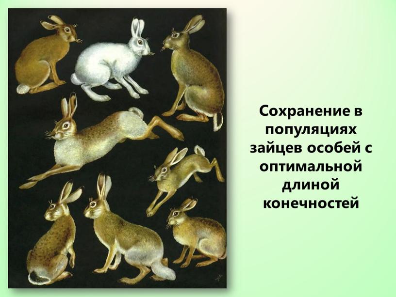 Сохранение в популяциях зайцев особей с оптимальной длиной конечностей