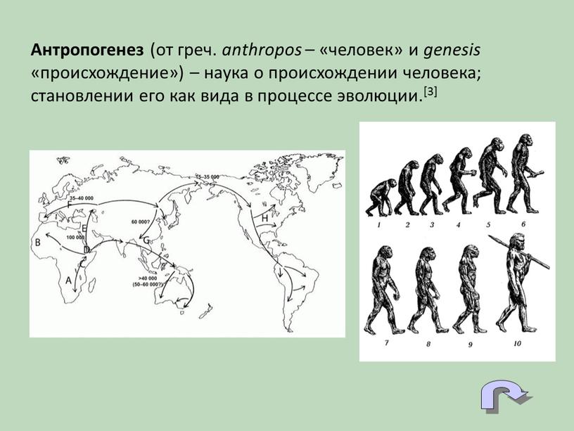 Антропогенез (от греч. anthropos – «человек» и genesis «происхождение») – наука о происхождении человека; становлении его как вида в процессе эволюции