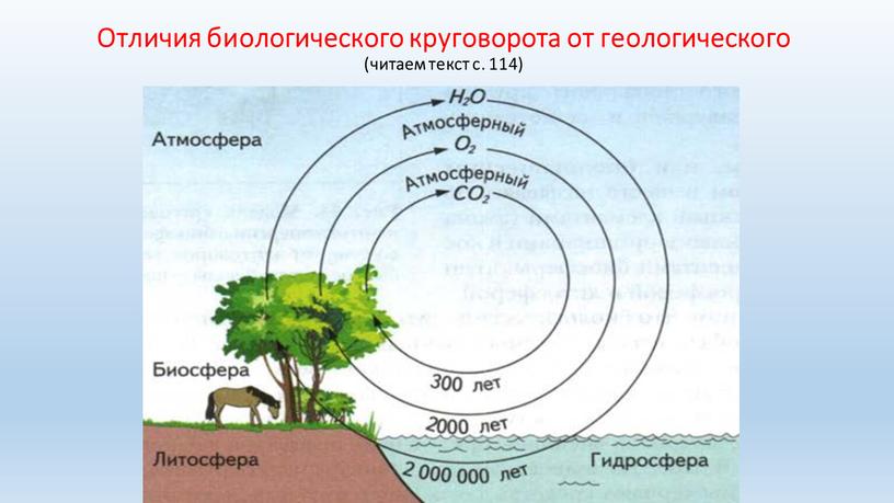 Отличия биологического круговорота от геологического (читаем текст с