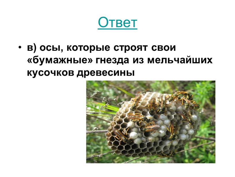 Ответ в) осы, которые строят свои «бумажные» гнезда из мельчайших кусочков древесины