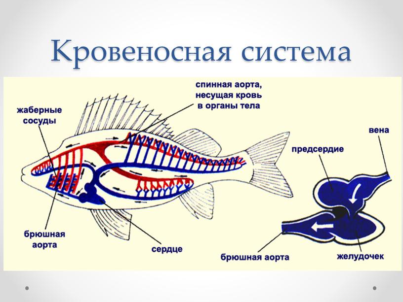 Кровеносная система рыб схема