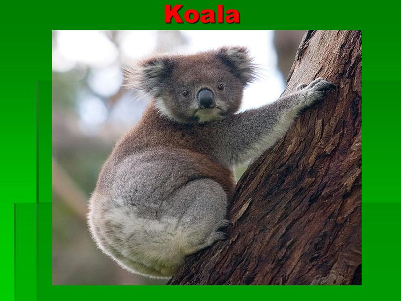 Koala