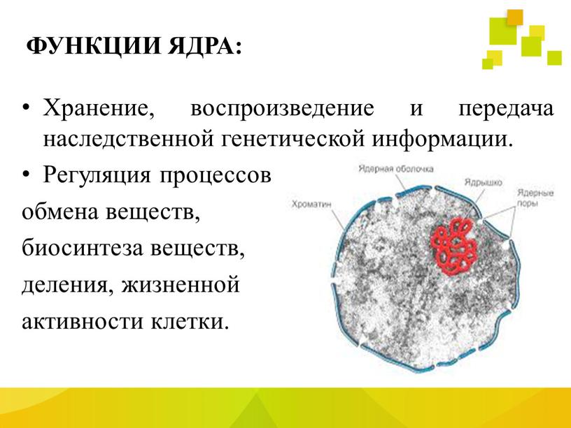 ФУНКЦИИ ЯДРА: Хранение, воспроизведение и передача наследственной генетической информации