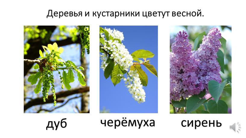 Деревья и кустарники цветут весной