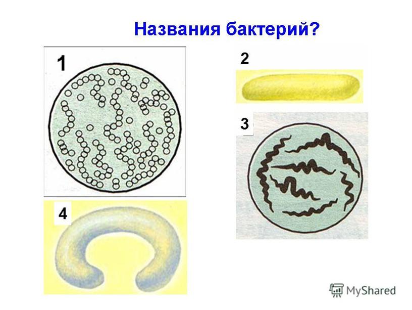 Презентация  к уроку "Бактерии"