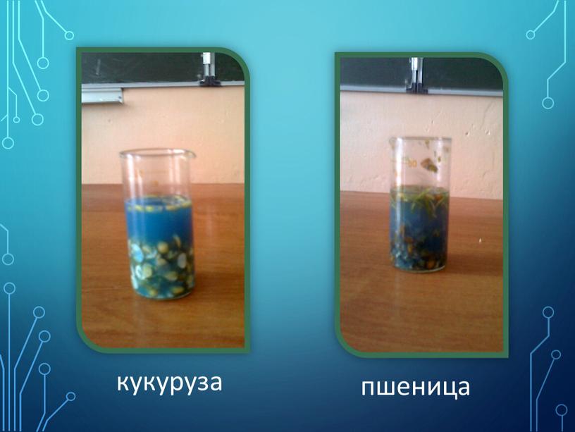 пшеница кукуруза