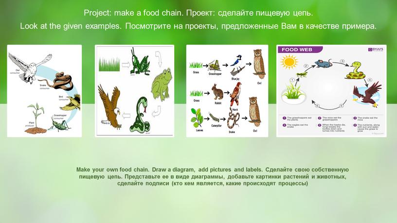 Make your own food chain. Draw a diagram, add pictures and labels